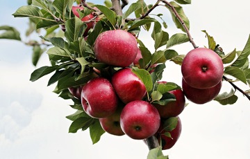 Autour de la pomme